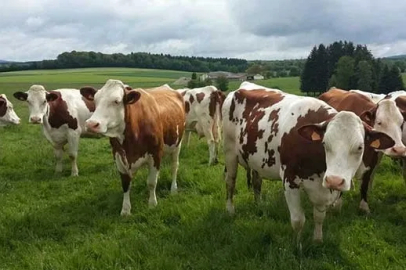 Trabzon’da üreticiye düve ve koyun desteği