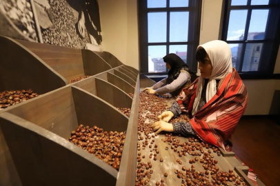 Ordu’da fındığın hikayesi ilgi çekiyor