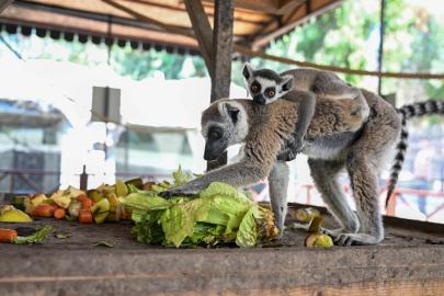 Doğa Parkı yavru üyelerine konforlu yaşam